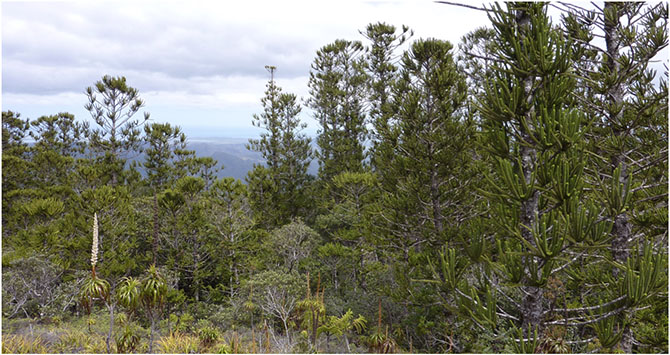 Forêt d’altitude endémique sur roches ophiolithiques, dominé par Araucaria laubenfeldsii.