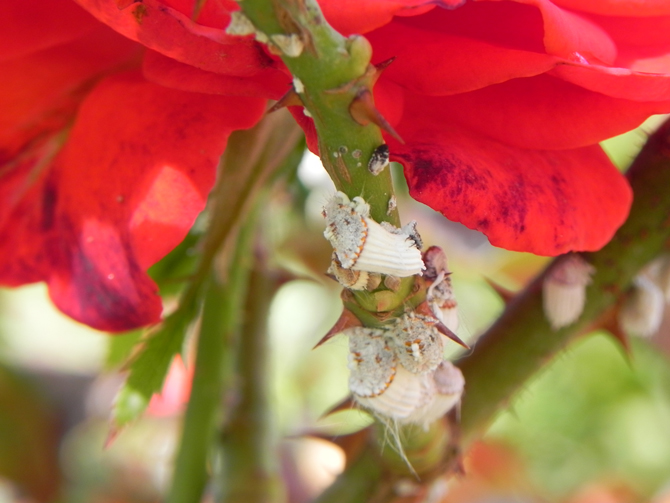 Icerya purchasi - cochenille australienne sur rosier skoura - © F. Carcasses