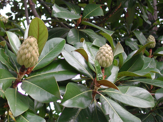Cône (Magnolia grandiflora) - © D. Lejeune