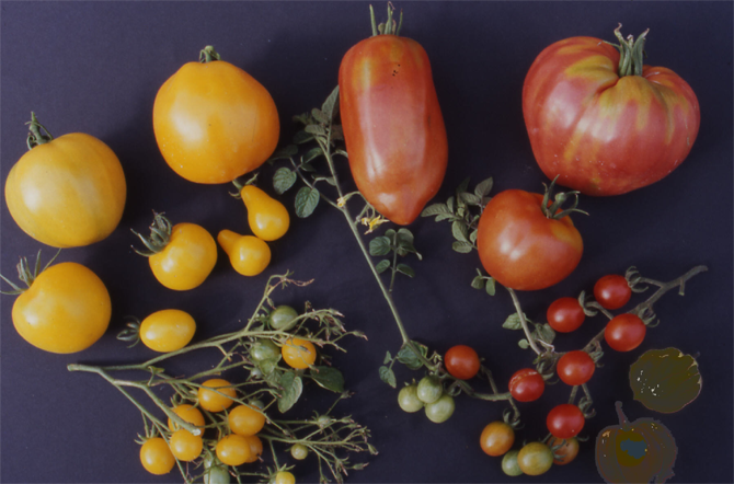 Figure 3 - Un aperçu de la diversité phénotypique chez la tomate exprimée dans nos collections de 1983. A noter que la variété Cœur de bœuf, en haut à droite correspond à l’idéotype de cette vieille variété. - © J.Péron
