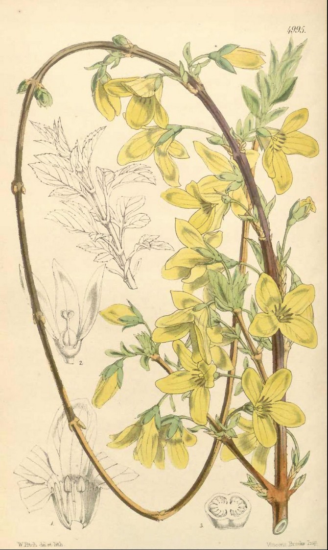 Forsythia suspensa © Botanical Magazine 1857