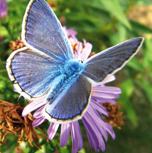 Papillon Azuré sur un aster d'automne. Le mâle se distingue par l'intérieur des ses ailes nettement bleues. Ce papillon fréquente le jardin partagé de l'Aqueduc (Paris 14e) - © Gilles Roux
