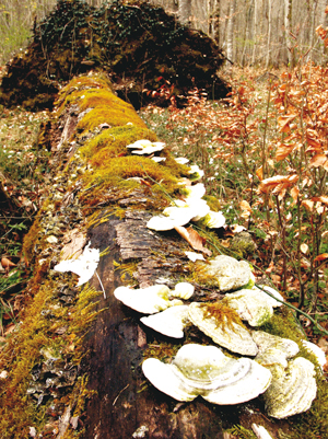 Le bois mort, un milieu qui fourmille de vie : champignons, mousses, lichens, insectes... - © Yoan Paillet