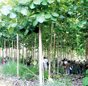 Une plantation de teck (Tectona grandis), un autre exemple de forêt puit de carbone. - © Clément Chenost