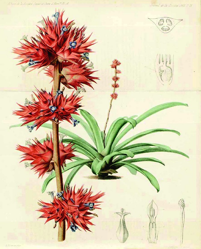 Hohenbergia erythrostachys journal de la Société Impériale et Centrale d'Horticulture 1864 © Alfred Riocreux
