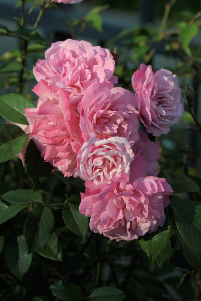 Rosa chinensis 'old blush' - © J.-C. Caissard
