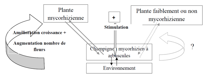 Représentation schématique des interactions tripartites entre une plante hautement mycorhizienne et une plante non mycorhizienne et un champignon mycorhizien à arbuscules. L’interaction entre plantes a une action directe sur le champignon et génère une boucle de rétroaction positive pour l’espèce la plus dépendante de la mycorhization. L’existence d’une boucle de rétroaction avec le champignon et l’espèce faiblement mycorhizienne reste à démontrer.