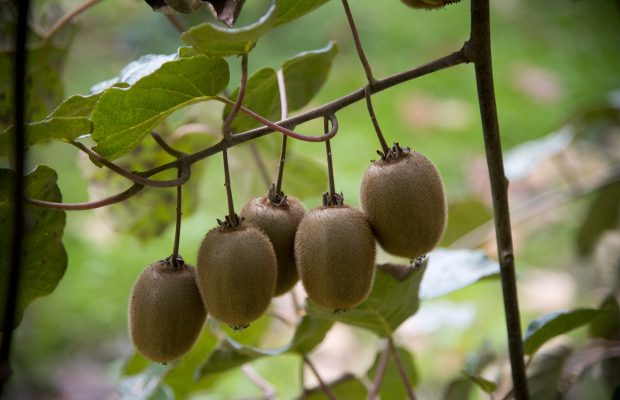 Verger de kiwis dans la vallée de l’Adour © Xavier Remongin/Mini.agri.fr