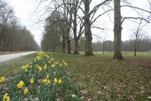 Des ruses ont du être trouvées pour inciter le visiteur à s’échapper du circuit classique de visite et découvrir d’autres parties du parc. C’est le but de ces allées de jonquilles très attrayantes. En 2014 plus de 6 500 bulbes ont été plantés par 600 enfants, soit un million depuis 2007 © J.-F. Coffin