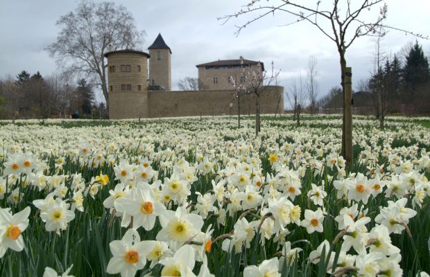 Le château sur sa mer de jonquilles au printemps © Château St Bernard