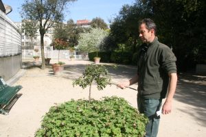 Des pots ont été récupérés. Non prévus dans le projet initial, il aurait été dommage de s’en séparer, d’où leur usage en alignement pour agrémenter l’accès pompiers. Plantés de géraniums vivaces et de rosiers tige, ils n’échappent pas hélas à la malveillance des usagers, comme ici un rosier vandalisé ! © J.-F. Coffin