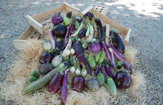 Photo n°4 : Les fruits d’aubergine représentent une grande diversité morphologique © INRA