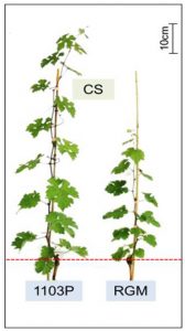 Figure 1 : Effet du porte-greffe (1103P ou RGM) sur la croissance du greffon (CS), 60 jours après débourrement.