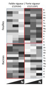 Figure 2 : Carte de chaleur représentant la concentration des différents éléments minéraux dans les feuilles et racines de deux combinaisons porte-greffe/greffon de faible et forte vigueur, en réponse a la fertilisation en azote. Plus la concentration est élevée, plus la couleur est sombre.