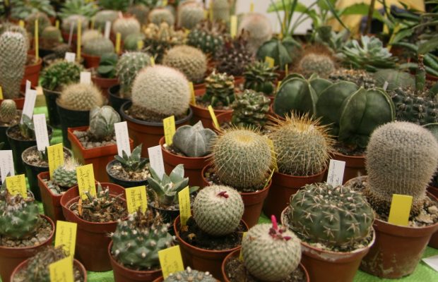 Présentation de la section « cactées et succulentes » le la SNHF - © J.-F. Coffin