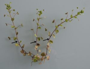 Figure 1 : Fleurs solitaires ou inflorescences ? Dans le cas de Veronica persica les ouvrages francophones parlent généralement de fleurs solitaires, l’interprétation allemande montre qu’il s’agitd’inflorescences (dont la base est pointée par les flèches) où les bractées ont la même morphologie que les feuilles, seule diffère la phyllotaxie (opposées dans la partie végétative, alterne dans l’inflorescence).