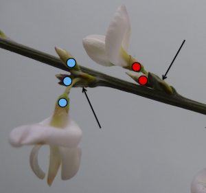 Figure 2 : Les inflorescences correspondent à une seule pousse, chez Cytisus multiflorus, la floraison est en fait composée de nombreuses grappes de 2-3 fleurs dont les axes sont très réduits, et qui sont disposées sur l’axe de l’année précédente. Ici deux grappes sont pointées par les flèches et leurs fleurs respectives sont notées par des points de même couleur