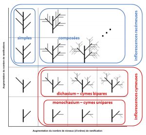 Figure 3 : Les grandes catégories d’inflorescences en fonction du nombre de ramification et du nombre d’ordres de ramification. Sur cette figure, pour des raisons pratiques, les bractées et bractéoles ne sont pas schématisées, les entre-nœuds sont tous développés et les modes de ramification ne varient pas entre deux niveaux de ramification. 