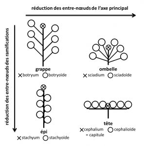 Figure 4 : Les quatre grands types d’inflorescences racémeuses simples en fonction de la réduction des entre-nœuds de l’axe principal et des ramifications. Selon que le méristème terminal de l’axe principal donne une fleur (schématisée par un cercle) ou pas (schématisé par une croix) on peut distinguer 8 sous-types.