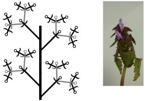 Figure 6 : A gauche, représentation schématique d’un thyrse, où tous les axes sont longs. A droite, thyrse de Lamium purpureum dont les axes sont très contractés et les bractées (de l’axe principal) très développées.