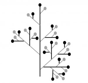 Figure 7 : représentation schématique d’une panicule où le nombre de ramifications diminue régulièrement. L’axe principal porte 5 ramifications, la ramification secondaire la plus base en porte4, la seconde ramification secondaire en porte 3, etc