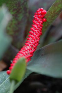 Infructescence d’Anthurium bakeri, résultat de la pollinisation de l’inflorescence. Chaque gynécée s’est transformé en une baie charnue rouge renfermant de minuscules graines. Les tépales entourant les fleurs sont encore visibles (petits triangles blancs). La spathe ressemble à un bractée verte (floue en haut à gauche) - © M. Gibernau