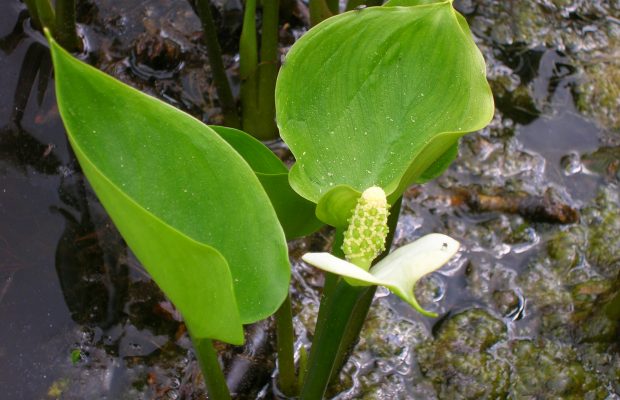 Calla palustris en fleur pousse les « pieds dans l’eau ». La spathe est sous forme un étendard plus ou moins érigé blanc-verdâtre. Le spadice est constitué de fleurs bisexuées, chacune étant formée d’un gynécée vert protubérant entouré d’étamines jaunes- © M. Gibernau