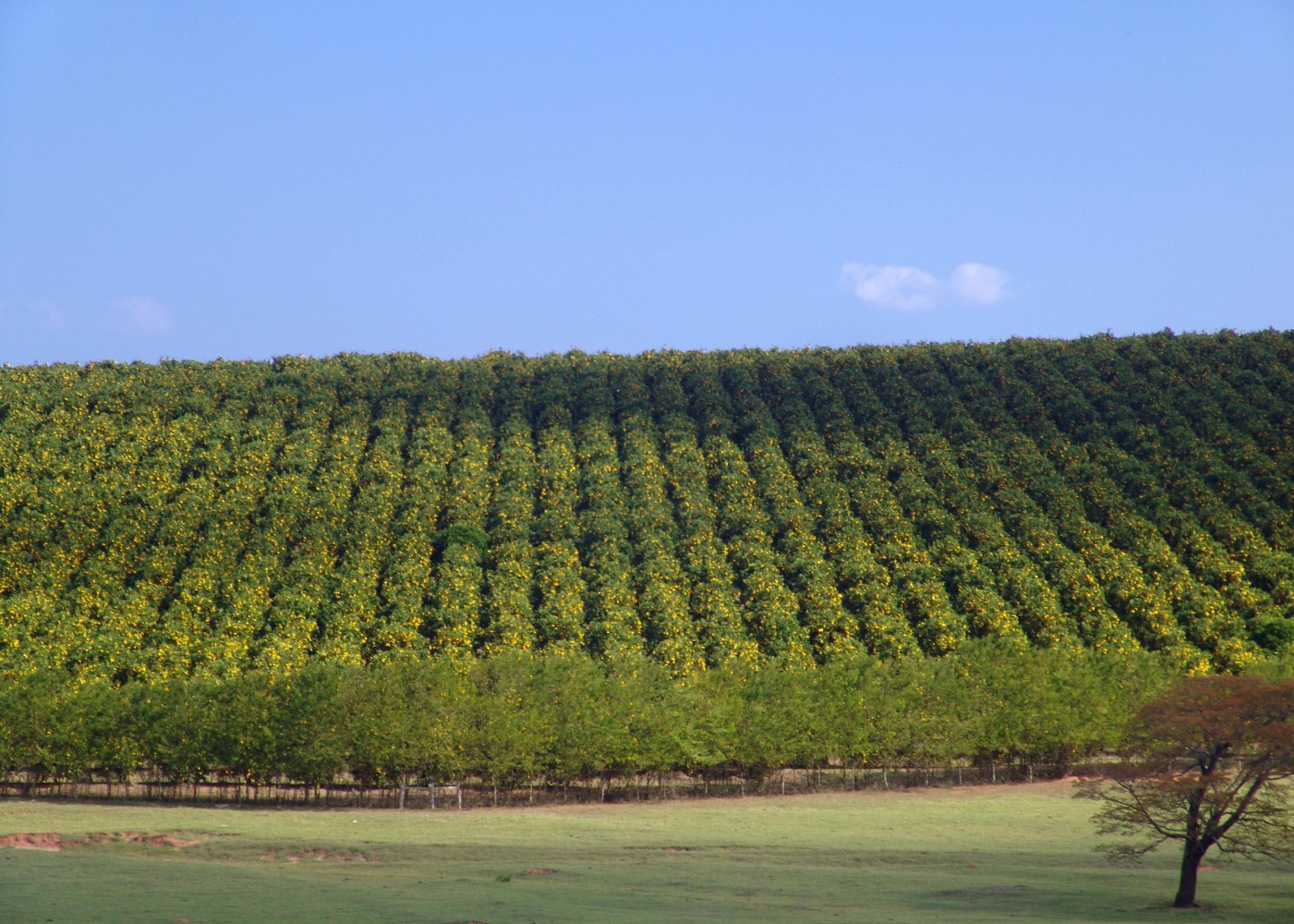 Une culture d’orangers au Brésil, premier producteur mondial d’huiles essentielles - © D.R.