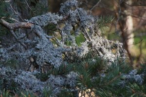 L’emploi du lichen en parfumerie remonte au XVe siècle - © IFF