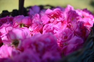 Rosa centifolia - © Domaine de Manon