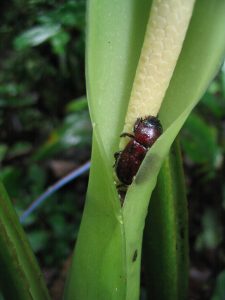 Détail d’une inflorescence de Dieffenbachia seguine. La spathe verte entoure complètement le spadice et forme à sa base une chambre de pollinisation dont l’ouverture apicale est réduite par une zone de restriction de la spathe. Coléoptère Cyclocephala accroché au spadice au niveau des étamines au-dessus de l’ouverture de la chambre de pollinisation - © M. Gibernau