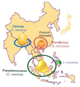 Fig1 : aires d'origine et de diversification des espèces ancestrales du genre Citrus 