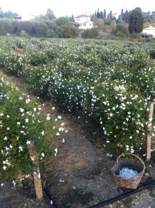 Le « jasmin Grandiflorum » est emblématique d’une exploitation de Grasse - © Domaine de Manon