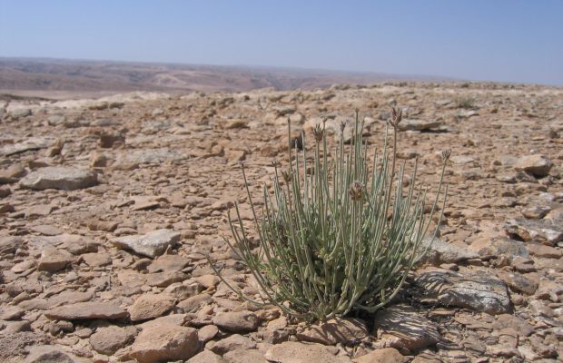 Lavandula dhofarensis A.G. Mill. subsp. ayunensis A.G. Mill. (Oman) - © B PASQUIER - CNPMAI