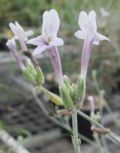 Lavandula hasikensis A.G.Mill. (Oman) - © B PASQUIER – CNPMAI