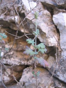 Lavandula samhanensis Upson & S. Andrews (Oman) - © B PASQUIER - CNPMAI