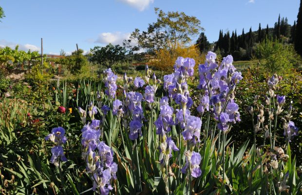 L’iris fait partie des plantes traitées à Grasse - © D.R.