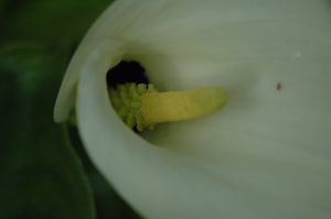 Détail de l’inflorescence de Zantedeschia aethiopica. La spathe blanche en forme de cornet entoure le spadice. Les étamines jaunes sont situées au sommet du spadice et les gynécées verts à la base - © M. Gibernau