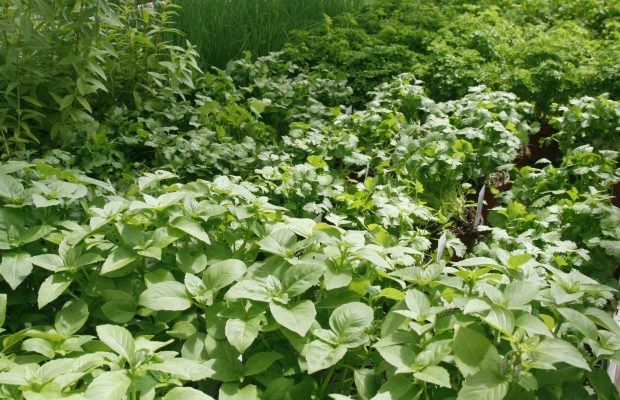 Les plantes aromatiques peuvent contenir des substances toxiques © J.-F. Coffin