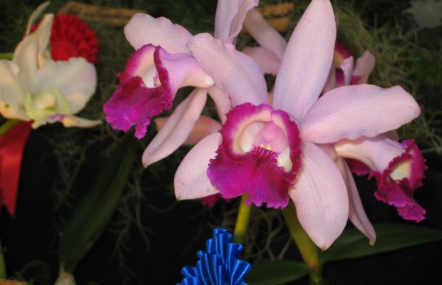 Cattleya intermedia ‘Orlata’ - © P. Lemettais