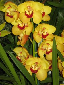 Cymbidium ‘Seymour Tower’ - © P. Lemettais 