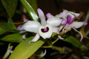 Dendrobium nobile - © P. Lemettais