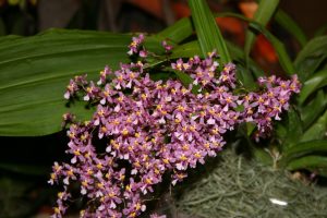 Oncidium ornithorhynchum - © P. Lemettais 