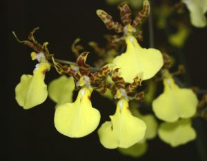 Oncidium hybride type ‘Pluie d’Or’ - © P. Lemettais