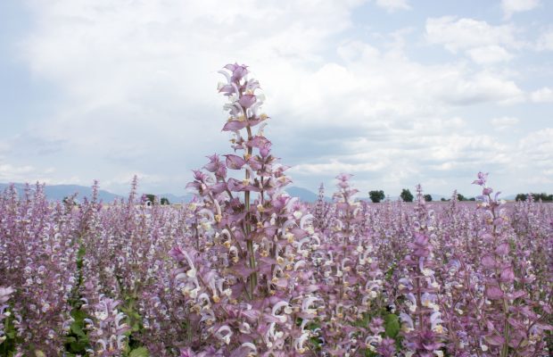 La sauge sclarée, une plante cultivée depuis des siècles - © Bontoux SAS 