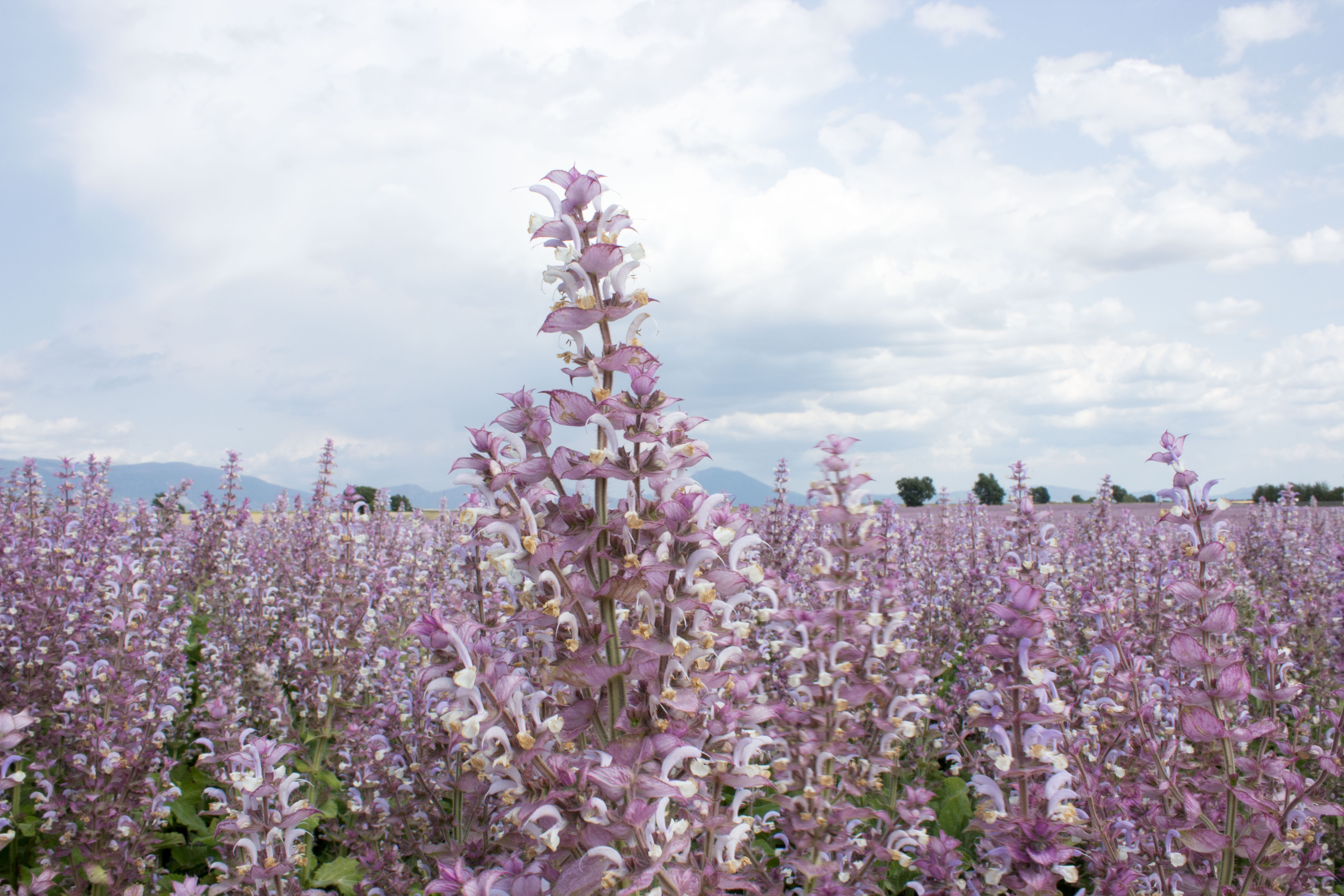 Le Vétiver africain, une plante à parfum mais pas que 