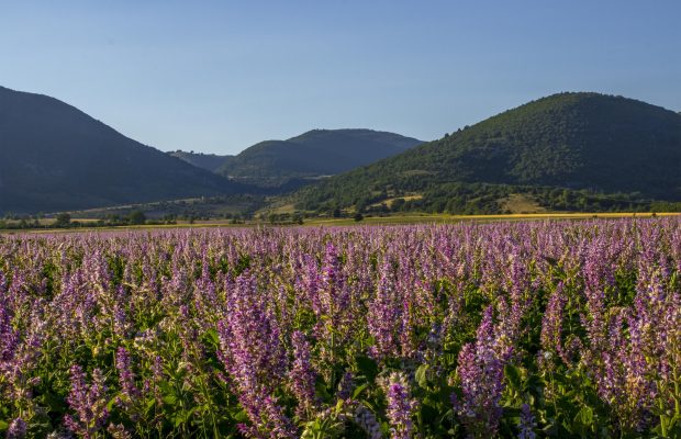 La sauge sclarée est principalement cultivée en Provence - © Bontoux SAS