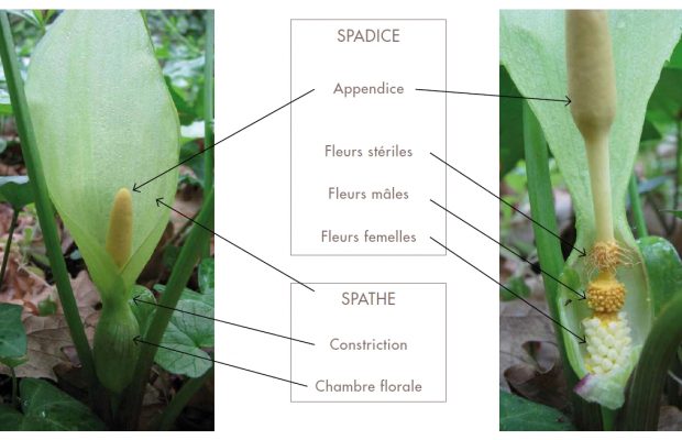 Arum italicum : les différentes pièces florales