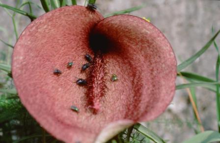 Helicodiceros muscivorus, l’Arum mange-mouches : Mouches calliphoridae dupées marchant sur la spathe à la recherche du cadavre… - © M. Gibernau 