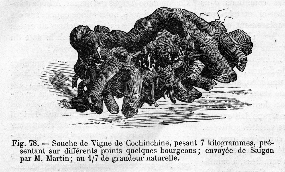 RH 1883 Vigne tuberculeuse de Cochinchine2